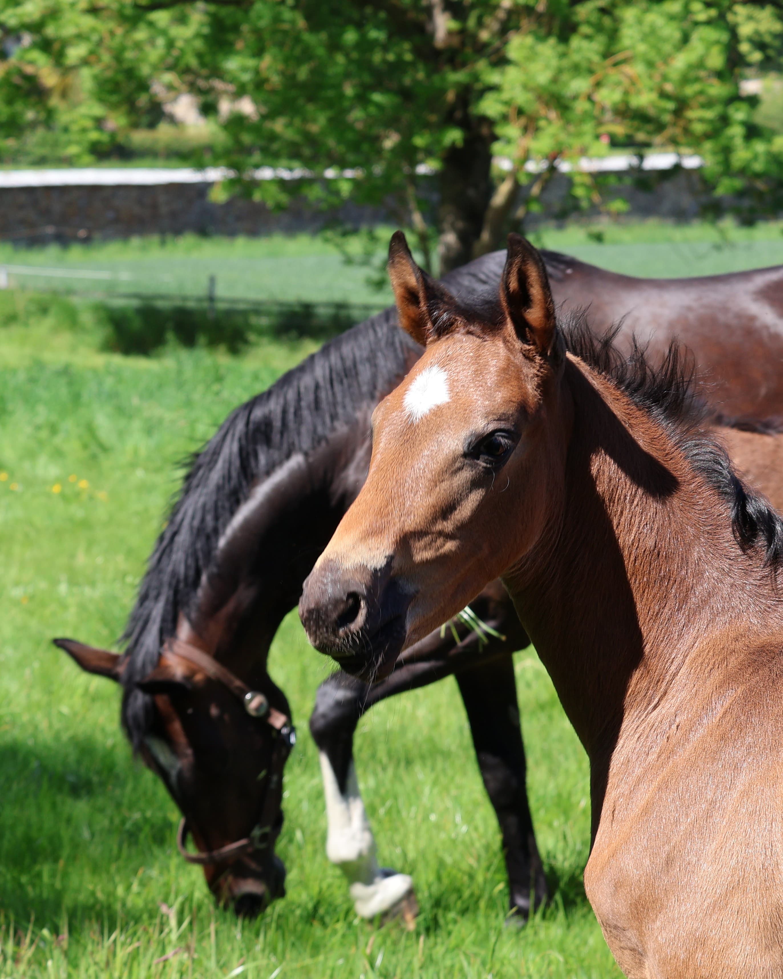 Trakehner Hengstfohlen von Glcksruf und seine Mutter Gabbana v. High Motion - Gestt Hmelschenburg - 16.Mai 2025 - Trakehner Gestt Hmelschenburg - Foto Sabine Beyer