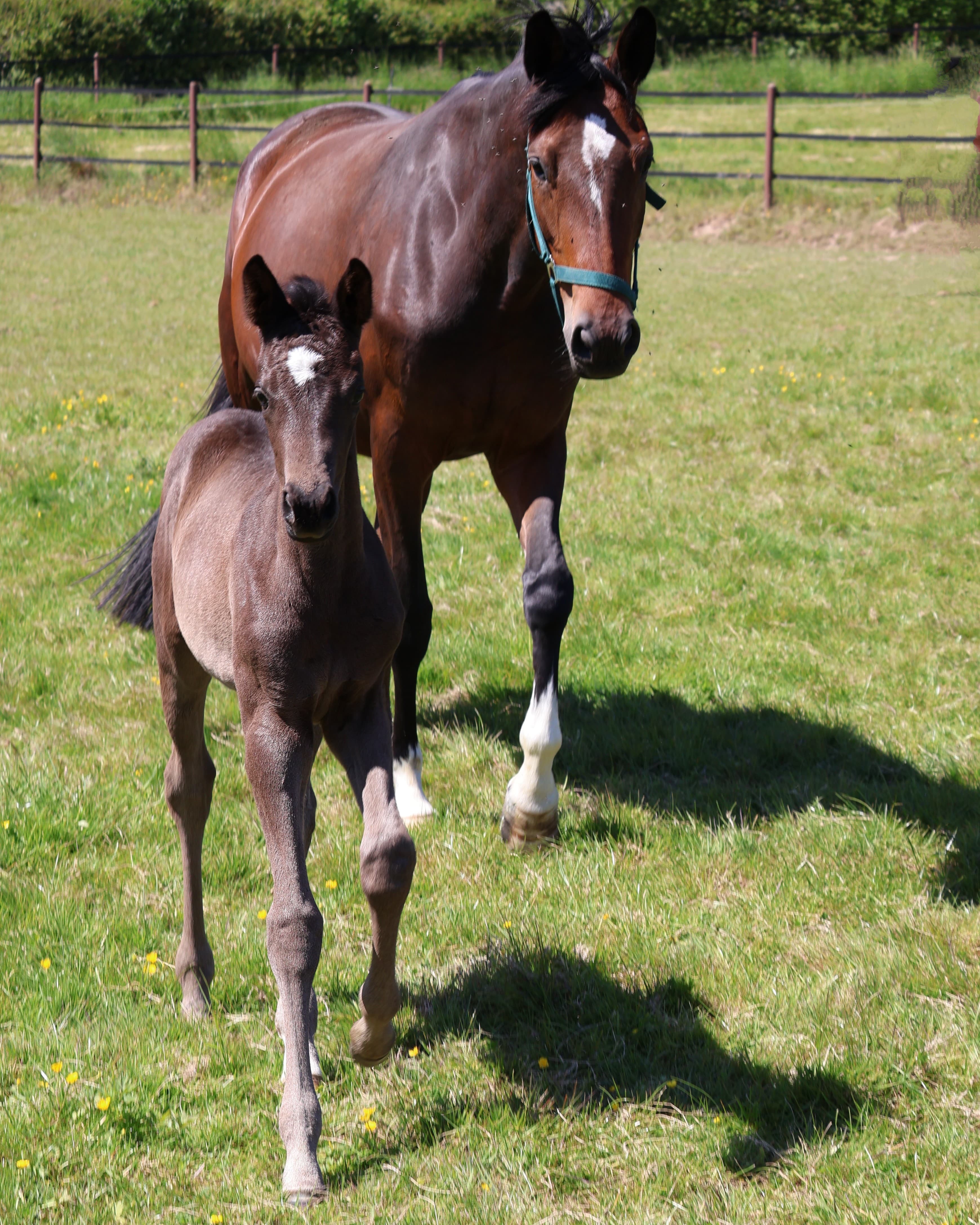 Karihma v. His Moment u. ihre Mutter Karidia v. Saint Cyr -  Gestt Hmelschenburg - 16.Mai 2025 - Trakehner Gestt Hmelschenburg - Foto Sabine Beyer