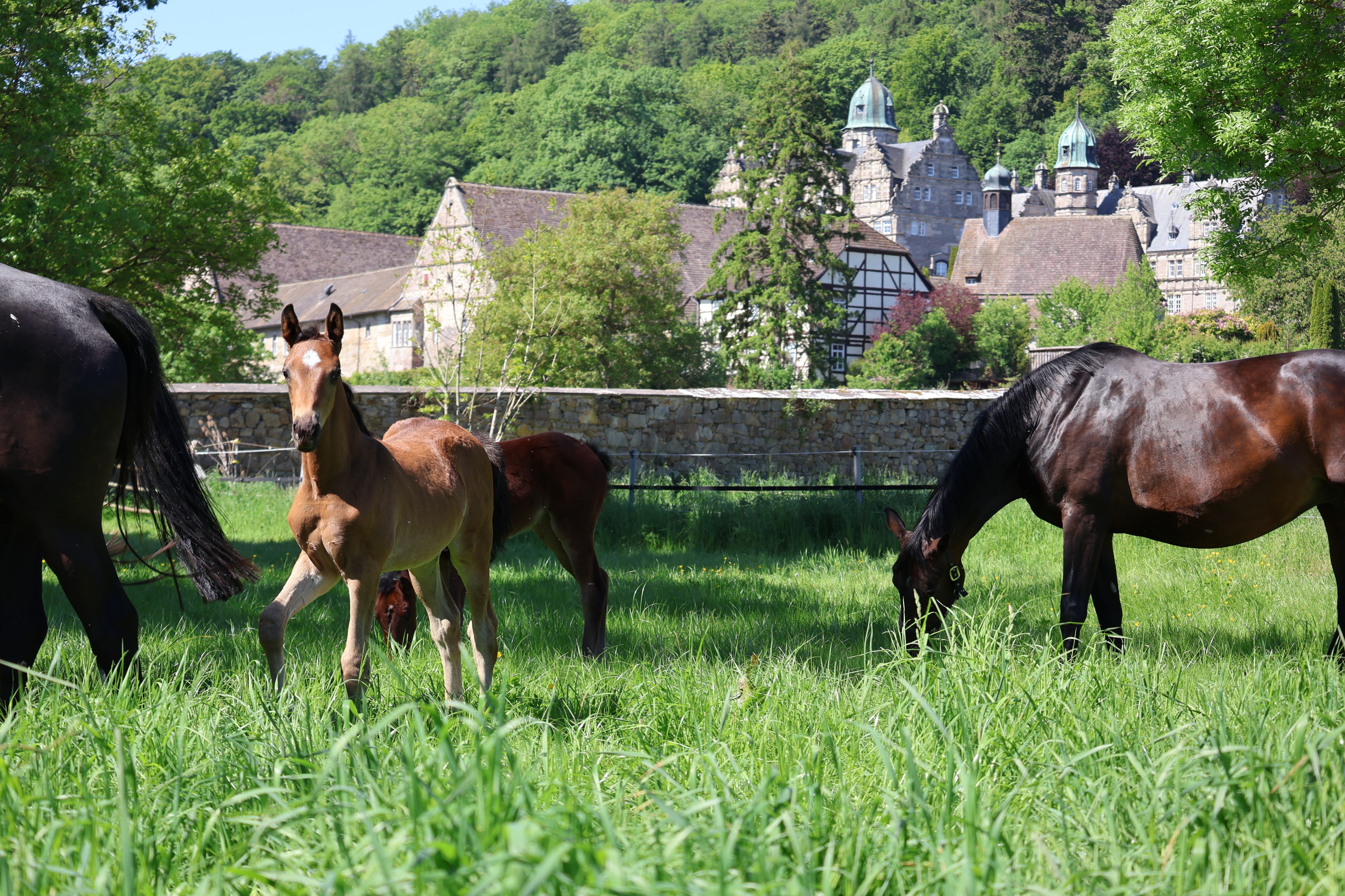 Gestt Hmelschenburg - 16.Mai 2025 - Trakehner Gestt Hmelschenburg - Foto Sabine Beyer