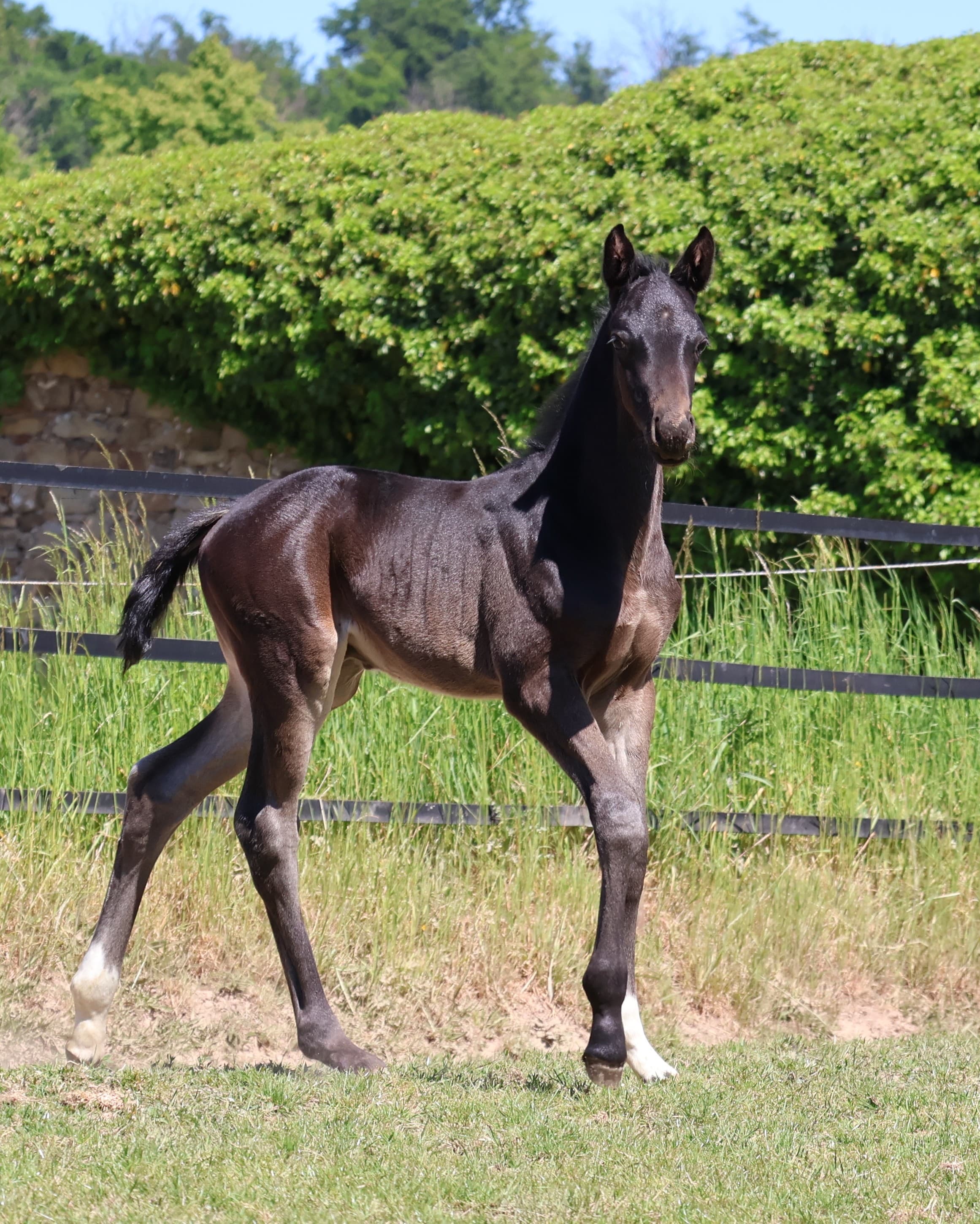 Oldenburger Hengst v. Frst Toto x Totilas - Gestt Hmelschenburg - 16.Mai 2025 - Trakehner Gestt Hmelschenburg - Foto Sabine Beyer