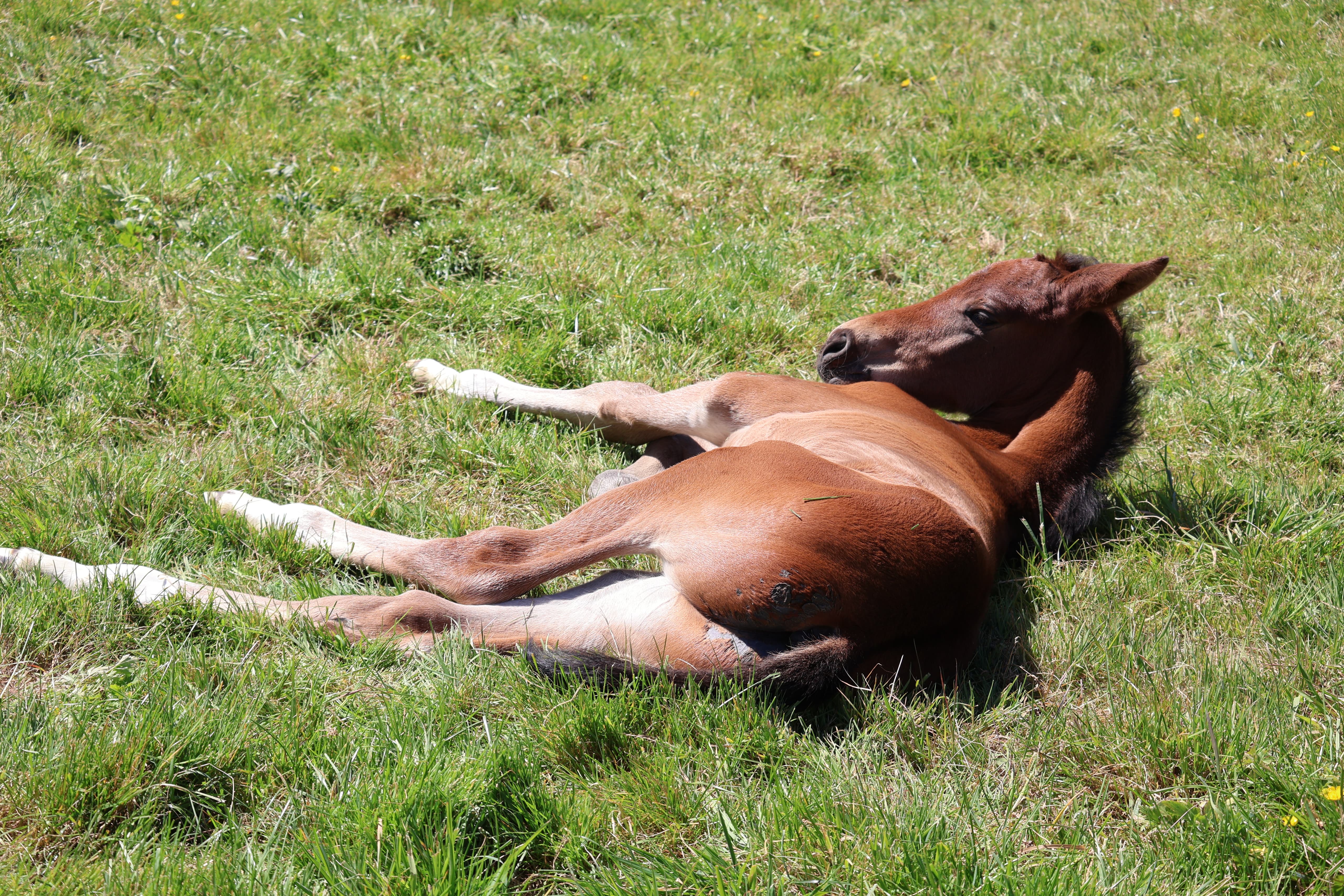 Trakehner Hengstfohlen von Glcksruf - Gestt Hmelschenburg - 16.Mai 2025 - Trakehner Gestt Hmelschenburg - Foto Sabine Beyer