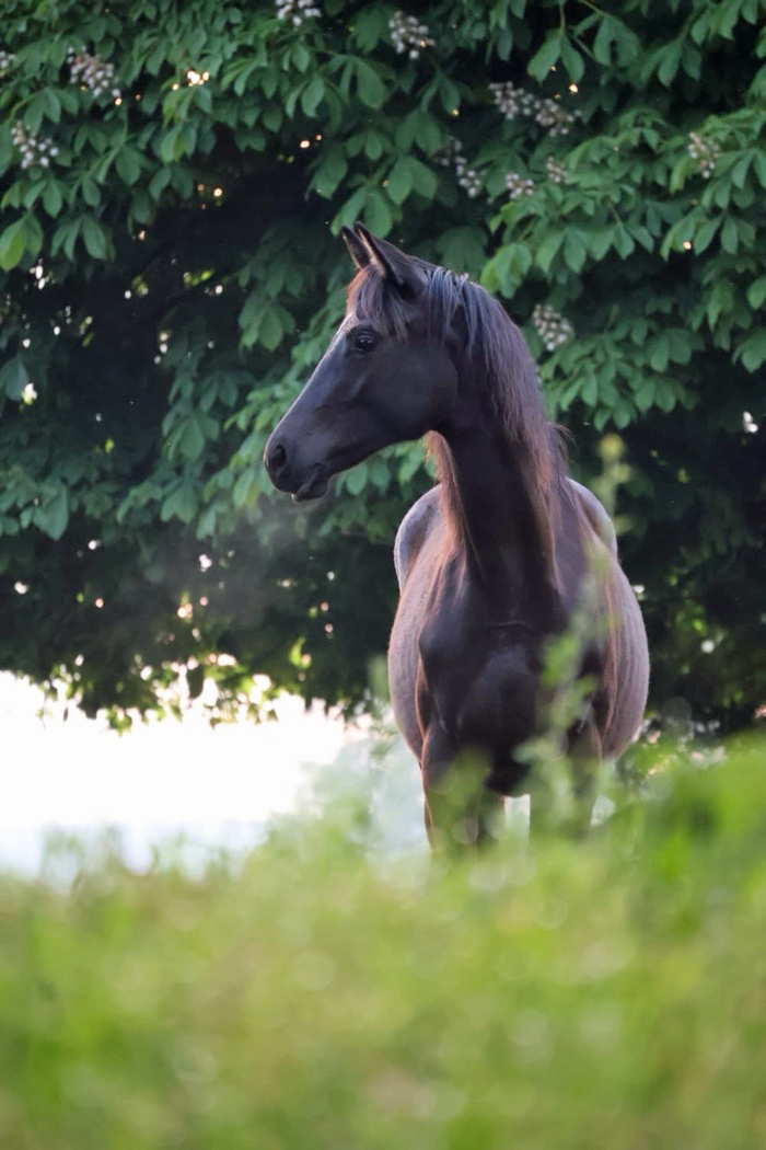 Karihma - Trakehner Stutfohlen von His Moment u.d. Karidia v. Saint Cyr u.d. Pr.St. Karida v. Oliver Twist - Foto: Beate Langels - Trakehner Gest�t H�melschenburg