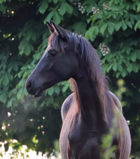 Karihma - Trakehner Filly by His Moment out of Karidia by Saint Cyr - Foto: Sabine Beyer - Trakehner Gest�t H�melschenburg