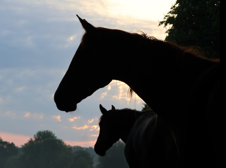 Tr�s Unique v. His Moment im Tal der Emmer - 25.Mai 2026 - Trakehner Gest�t H�melschenburg - Foto Sabine Beyer