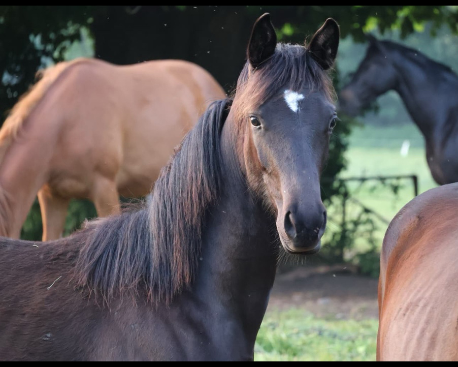 Karihma - Trakehner Stutfohlen von His Moment u.d. Karidia v. Saint Cyr u.d. Pr.St. Karida v. Oliver Twist - Foto: Beate Langels - Trakehner Gest�t H�melschenburg