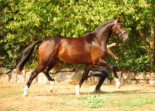 Hengst von Honor du Soir u.d. Pr.u.StPrSt. Grace Note v. Alter Fritz, Foto: Beate Langels