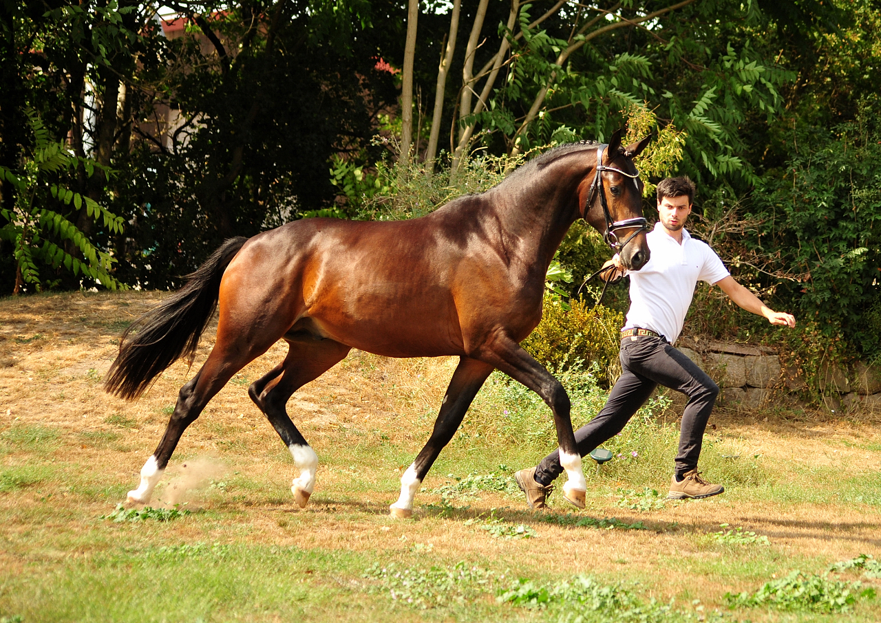 Hengst von Honor du Soir u.d. Pr.u.StPrSt. Grace Note v. Alter Fritz, Foto: Beate Langels