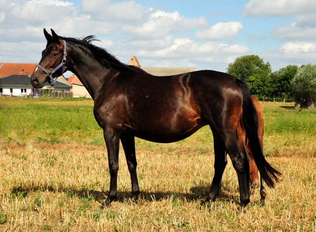 Schwalbensage v. Grand Corazon u.d. Prmien- u. Elitestute Schwalbenfeder v. Summertime
 - Trakehner Gestt Hmelschenburg - Foto: Beate Langels