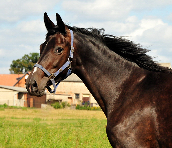 Schwalbensage v. Grand Corazon u.d. Prmien- u. Elitestute Schwalbenfeder v. Summertime
 - Trakehner Gestt Hmelschenburg - Foto: Beate Langels