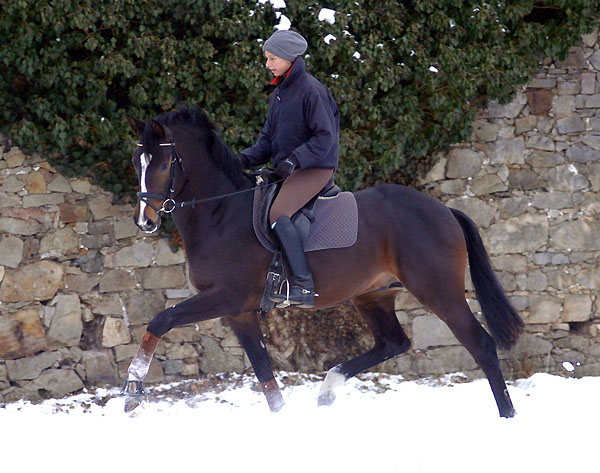 Trakehner Prmienhengst SAINT CYR v. Kostolany u.d. Elitestute Schwalbenspiel v. Exclusiv - Foto: Beate Langels - Trakehner Gestt Hmelschenburg