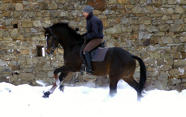 Trakehner Prmienhengst SAINT CYR v. Kostolany u.d. Elitestute Schwalbenspiel v. Exclusiv - Foto: Beate Langels - Trakehner Gestt Hmelschenburg