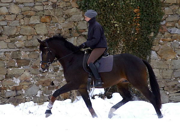 Trakehner Prmienhengst SAINT CYR v. Kostolany u.d. Elitestute Schwalbenspiel v. Exclusiv - Foto: Beate Langels - Trakehner Gestt Hmelschenburg