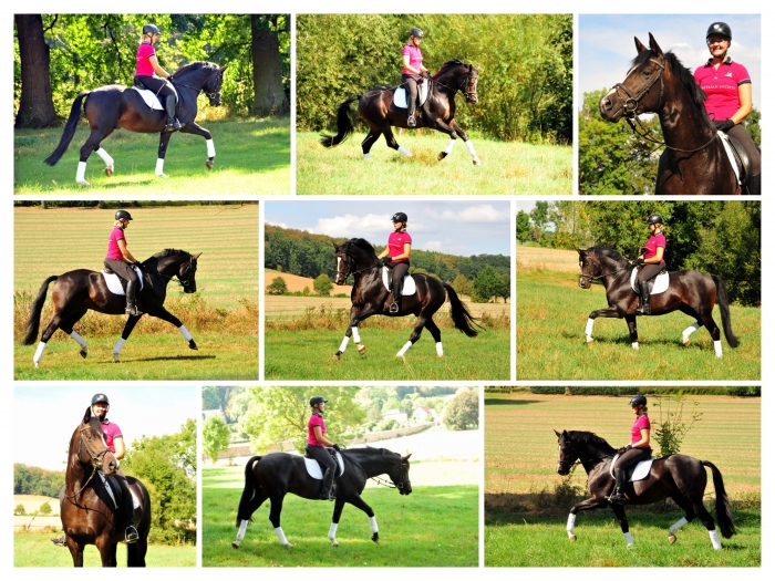 Saint Cyr und Sabine - Foto: Beate Langels -
Trakehner Gestt Hmelschenburg