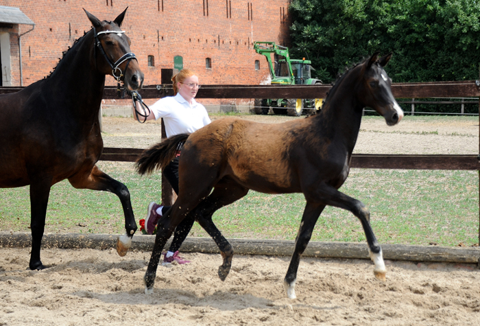 Hengstfohlen von Schplitzer u.d. Pr.u.StPrSt. Gardema v. Shavalou - Foto Beate Langels - Trakehner Gestt Hmelschenburg