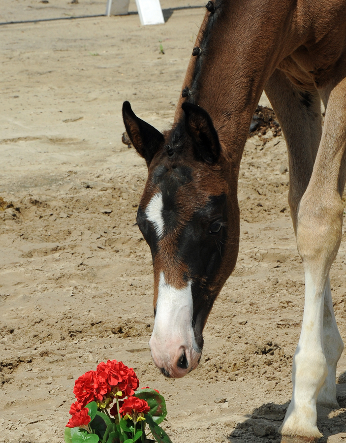 Hengstfohlen von Schplitzer u.d. Pr.St. Grace Jones v. Millennium u.d. Grace Note v. Alter Fritz - Foto Beate Langels - Trakehner Gestt Hmelschenburg