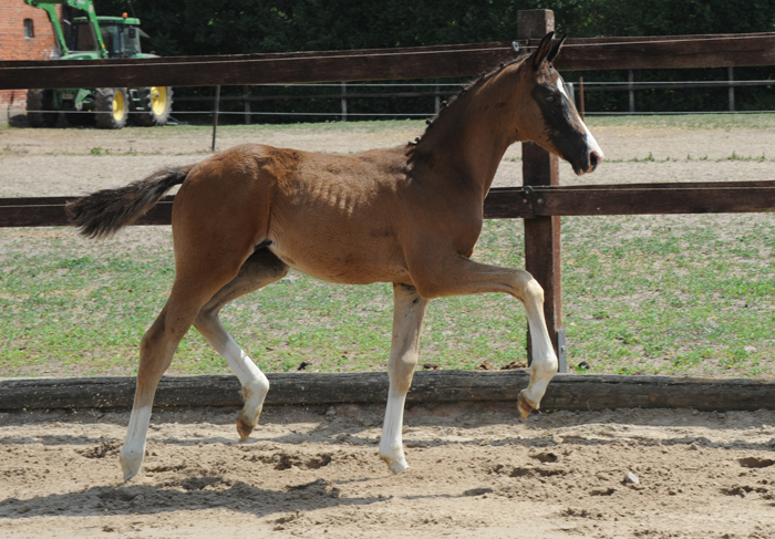 Hengstfohlen von Schplitzer u.d. Pr.St. Grace Jones v. Millennium x Alter Fritz - Foto Beate Langels - Trakehner Gestt Hmelschenburg