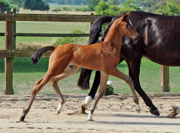 Hengstfohlen von High Motion u.d. Pr.u.StPrSt. Schwalbenmagie v. Exclusiv (4jhrig)
 - Gestt Schplitz - Foto Beate Langels