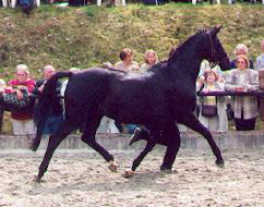 Schwalbenlust v. Enrico Caruso