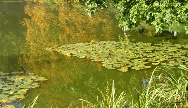 Trakehner Gestt Hmelschenburg - Foto: Beate Langels