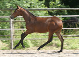 Schneewittchen v. Summertime u.d. Scarlet v. Tolstoi - Wettsport, Besitzer + Foto: Sabine Lindemeir