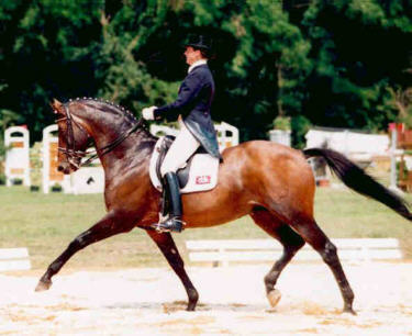 Schwadroneur by Arogno - sire of the year 2000 in denmark