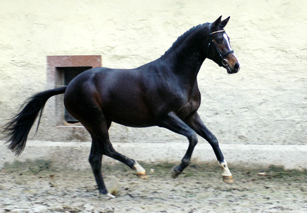 Saint Cyr v. Kostolany u.d. Elitestute Schwalbenspiel v. Exclusiv, Trakehner Gestt Hmelschenburg