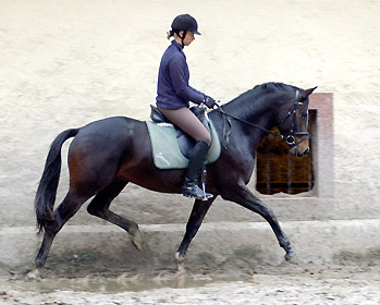 Saint Cyr v. Kostolany u.d. Elitestute Schwalbenspiel v. Exclusiv, Trakehner Gestt Hmelschenburg