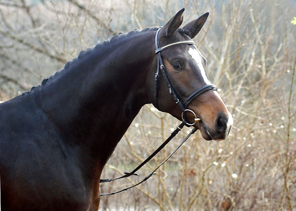 Saint Cyr v. Kostolany u.d. Elitestute Schwalbenspiel v. Exclusiv, Trakehner Gestt Hmelschenburg