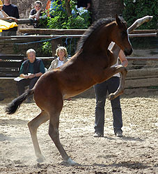 Trakehner Hengstfohlen von Kostolany u.d. Pr. u. St.Pr.St. Schwalbenspiel v. Exclusiv, Trakehner Gestt Hmelschenburg