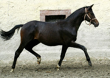 Trakehner Jhrlingshengst von Kostolany u.d. Pr. u. St.Pr.St. Schwalbenspiel v. Exclusiv