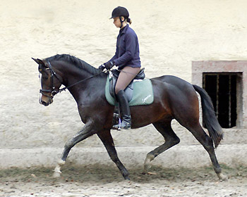 Saint Cyr v. Kostolany u.d. Elitestute Schwalbenspiel v. Exclusiv, Trakehner Gestt Hmelschenburg