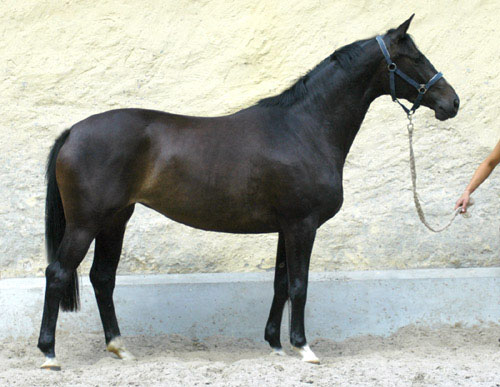 Schwalbenmrchen v. Kostolany u.d. Schwalbenfeder v. Summertime, Trakehner Gestt Hmelschenburg