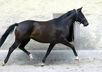 Schwalbenmrchen v. Kostolany u.d. Schwalbenfeder v. Summertime, Trakehner Gestt Hmelschenburg