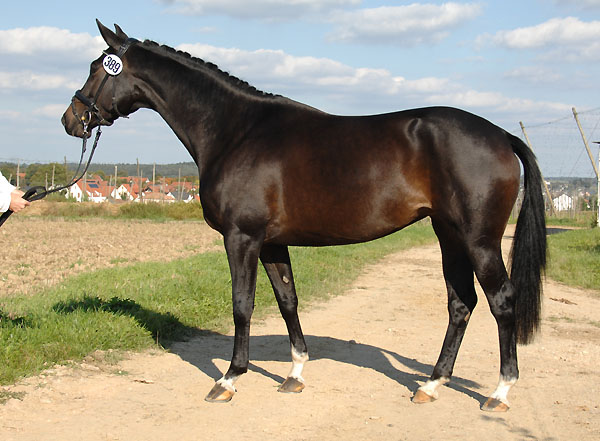 Schwalbenmrchen v. Kostolany u.d. Schwalbenfeder v. Summertime, Trakehner Gestt Hmelschenburg, Foto: Kiki Oellrich