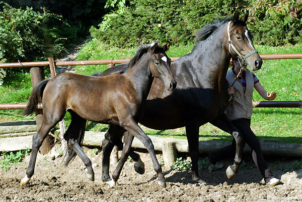 Schwalbenmelodie von Kostolany u.d. Schwalbenfeder v. Summertime