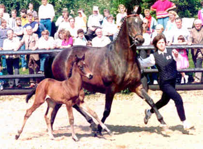Elitestute Schwalbenburg v. Ibikus
