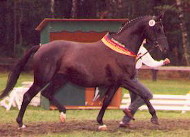 Prmienstute Schwalbenlust v. Enrico Caruso u.d. Elitestute Schwalbenburg v. Ibikus, Foto: Beate Langels