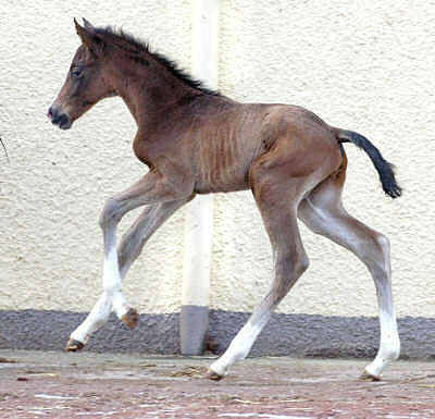 Trakehner Hengstfohlen v. Freudenfest u.d. Schwalbenflair v. Exclusiv