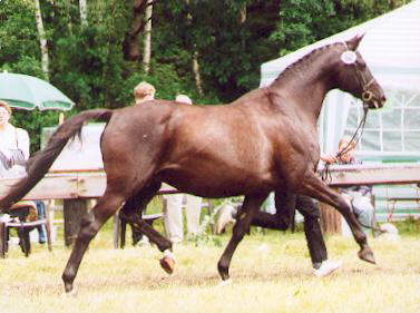 Schwalbenlust: Champion Boodmare Show