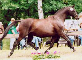 Schwalbenlust (16-years old)