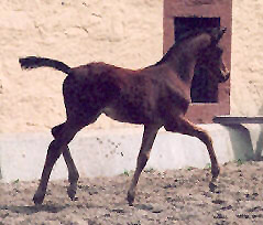 Filly by Freudenfest out of Pr.St. Schwalbenspiel - 6 weeks old