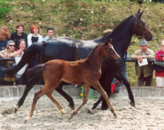 Trakehner Elitestute Schwalbenspiel von Exclusiv (6-jährig) mit Stutfohlen von Summertime