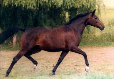 Schwalbenspiel (3-years old)