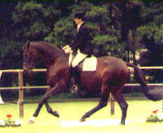 Schwalbenspiel von Exclusiv u.d. Pr.St. Schwalbenlut v. Enrico Caruso, (3-jährig) - Zchter u. Besitzer: Trakehner Gestt Hmelschenburg