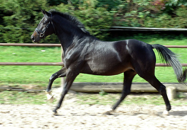 Seal - Trakehner von Gribaldi u.d. Pr.St. Schwalbenspiel v. Exclusiv, Gestt Hmelschenburg - im Oktober 2008