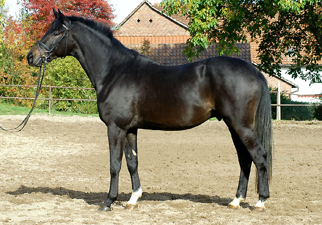 Seal - Trakehner von Gribaldi u.d. Pr.St. Schwalbenspiel v. Exclusiv, Gestt Hmelschenburg - im Oktober 2008