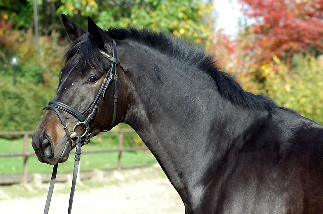 Seal - Trakehner von Gribaldi u.d. Pr.St. Schwalbenspiel v. Exclusiv, Gestt Hmelschenburg - im Oktober 2008