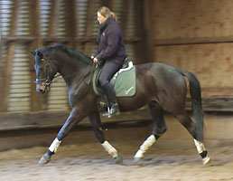 Seal - Trakehner von Gribaldi u.d. Pr.St. Schwalbenspiel v. Exclusiv, Gestt Hmelschenburg - Ende Mrz 2008