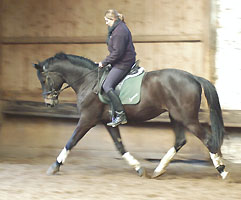 Seal - Trakehner von Gribaldi u.d. Pr.St. Schwalbenspiel v. Exclusiv, Gestt Hmelschenburg - Ende Mrz 2008