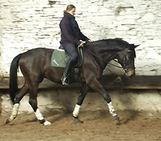 Seal - Trakehner von Gribaldi u.d. Pr.St. Schwalbenspiel v. Exclusiv, Gestt Hmelschenburg - Ende Mrz 2008